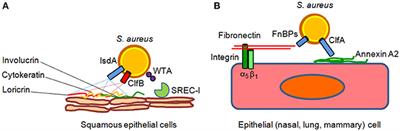 Staphylococcus aureus Manipulates Innate Immunity through Own and Host-Expressed Proteases